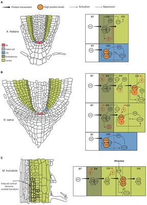 Root Patterning: Tuning SHORT ROOT Function Creates Diversity in Form